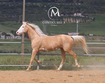 Palomino White Face