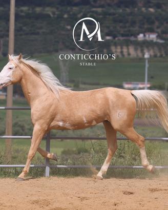 Palomino White Face