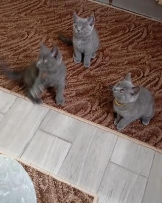 Femmine British shorthair
