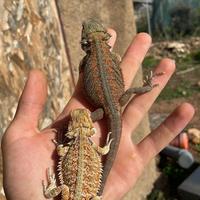 Draghi barbuti pogona baby