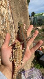 Draghi barbuti pogona baby