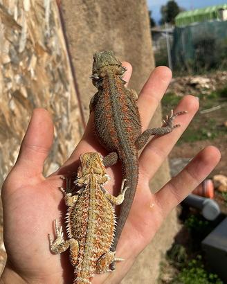 Draghi barbuti pogona baby