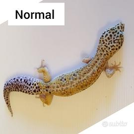 Geco leopardino FEMMINA