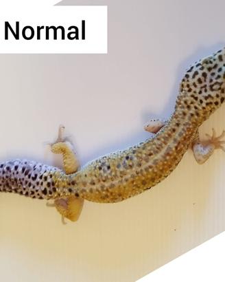 Geco leopardino FEMMINA