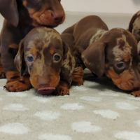 Cuccioli di bassotto arlecchino con pedigree ENCI