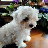 Cucciolo di maltese