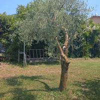 Piante olivo