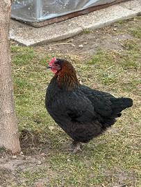 Galline ornamentali