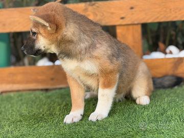 Shiba inu