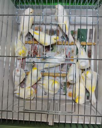 Canarini mosaico giallo