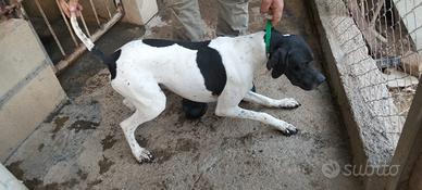Cane da ferma pointer inglese