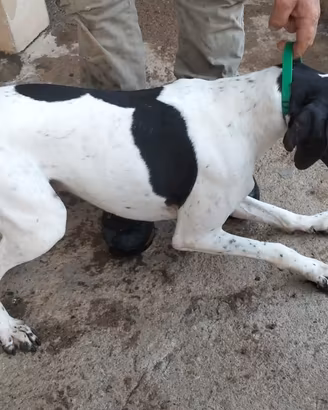 Cane da ferma pointer inglese