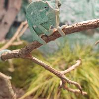 Femmina di Chamaeleo calyptratus