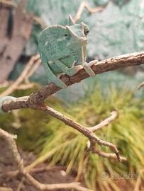 Femmina di Chamaeleo calyptratus