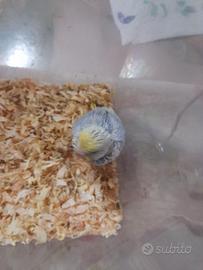 Pulli cocorite raimbow allevate a mano