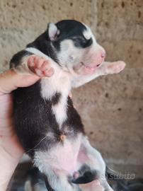 Husky