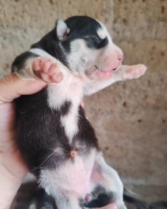 Husky