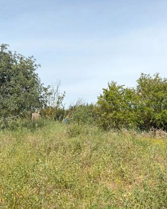 Terreno agricolo
