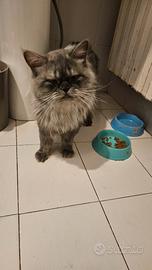 Gattini