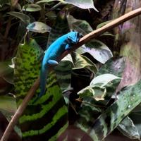Geco blu elettrico