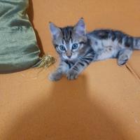 Due gattini di razza Europea