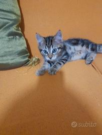 Due gattini di razza Europea