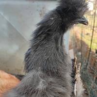 Gallina moroseta