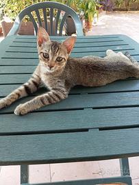 Gattino attesa di una nuova casa