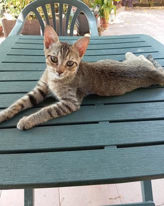 Gattino attesa di una nuova casa