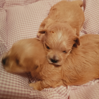 Maltese barboncino maltipoo