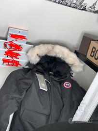 canada goose