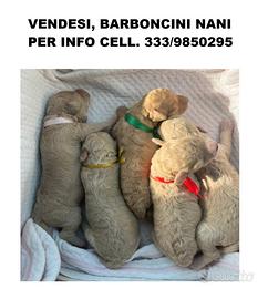 Barboncini nani