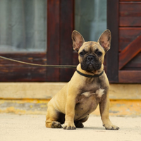 Femmina bulldog