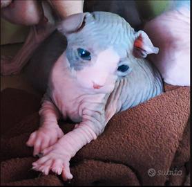 Adorabile cucciolo Don Sphynx