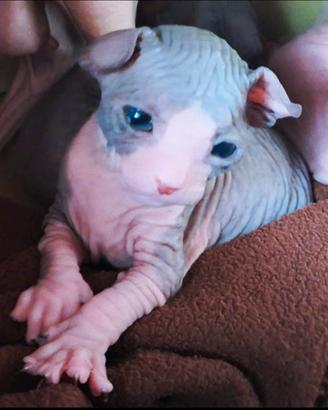 Adorabile cucciolo Don Sphynx