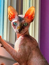 Sphynx Femmina Accoppiamento
