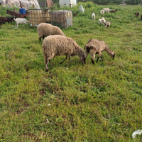 Agnello di 10mesi