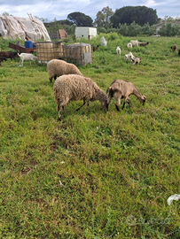 Agnello di 10mesi