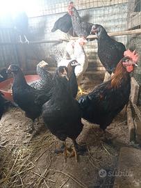 Galli e galline razza Marans 2026