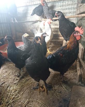 Galli e galline razza Marans 2026