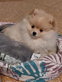 Spitz di pomerania