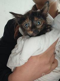 Gattina