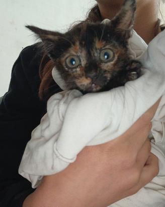 Gattina