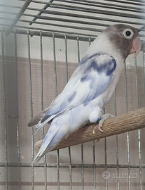 Inseparabile personatus