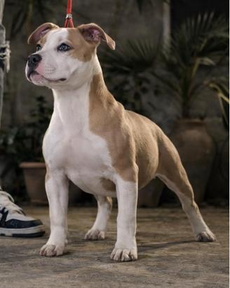 American Pitbull Terrier