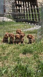 Cocker spaniel