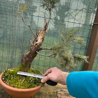 Pre BONSAI di cipresso