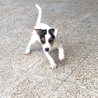 Jack Russell terrier