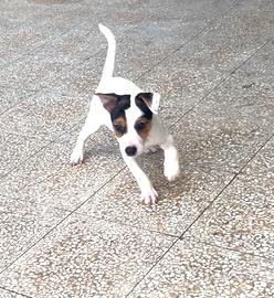 Jack Russell terrier