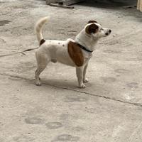 Jack russell per monta